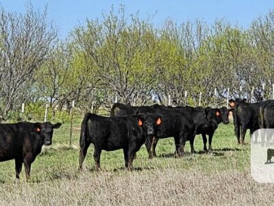 Registered Black Angus Heifers - 13 head