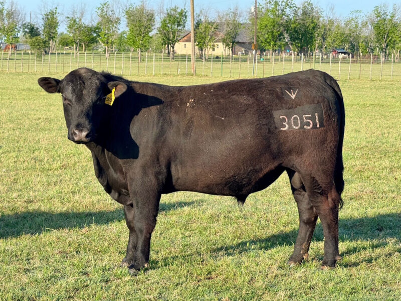 Registered Angus Bulls - 15 head