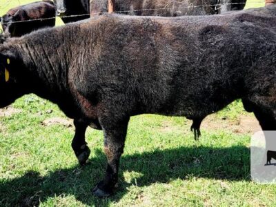 Registered Black Angus Bull