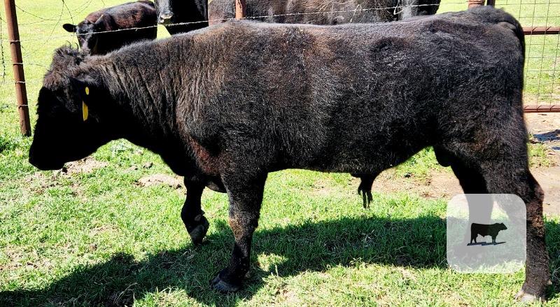 Registered Black Angus Bull