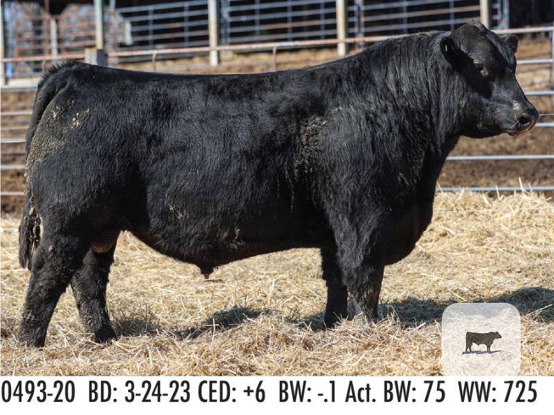 Registered Angus Bulls - 14 head