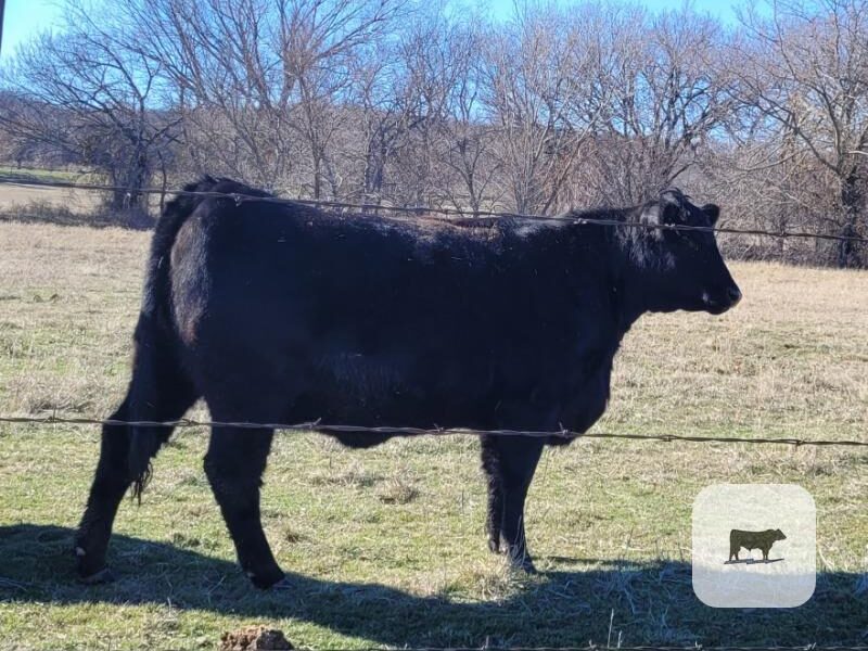 Angus Registered Bred Heifers - 5 head