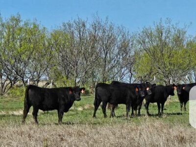 Registered Black Angus Heifers - 13 head