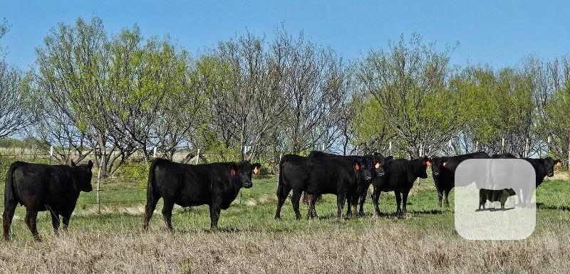 Registered Black Angus Heifers - 13 head