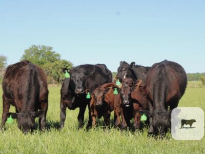 Black Angus Calf/Cow Pairs - 17 head