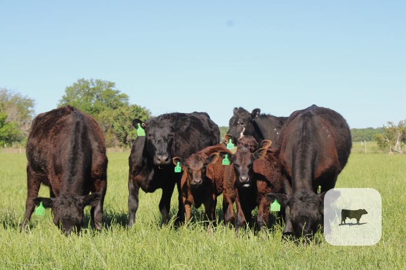 Black Angus Calf/Cow Pairs - 17 head