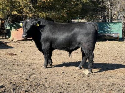 Black Angus Bulls For Sale