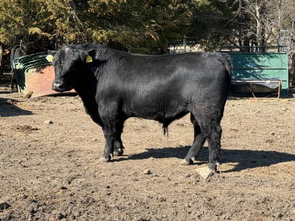 Black Angus Bulls For Sale