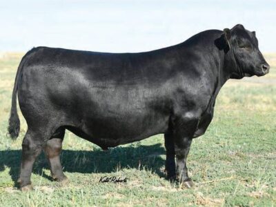 Black Angus Bulls - 30/head
