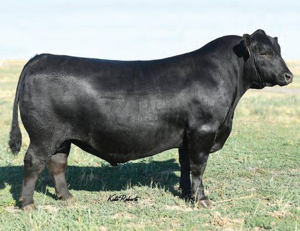 Black Angus Bulls - 30/head