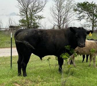 Black Angus Bull