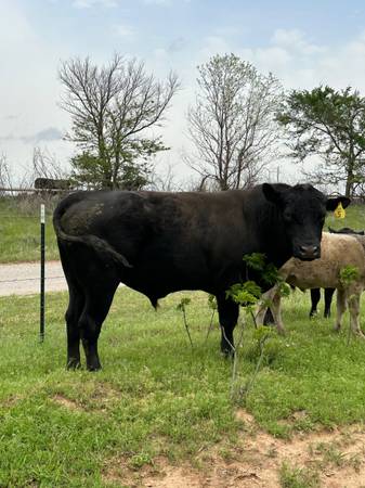 Black Angus Bull