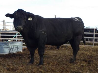 Black Angus Bulls, Cows, Heifers