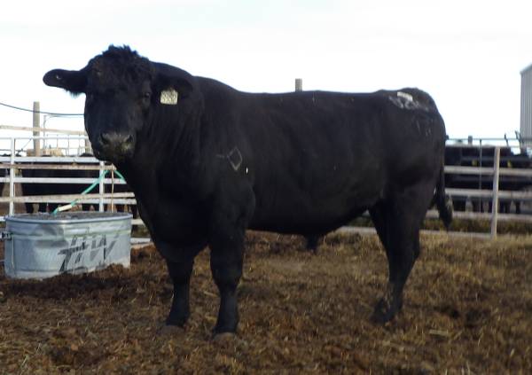 Black Angus Bulls, Cows, Heifers