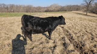 Registered Angus Bull