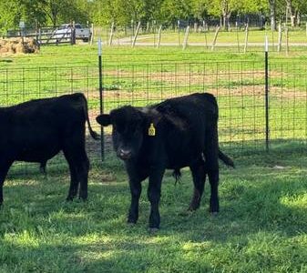 Black Angus Bulls For Sale