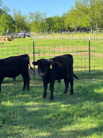 Black Angus Bulls For Sale