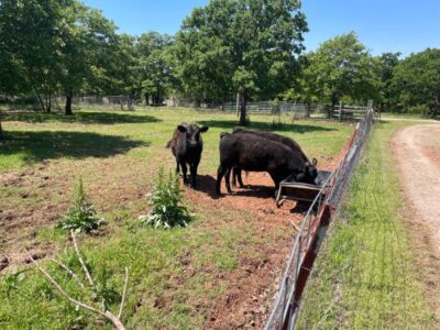 Black Angus Bull Calves