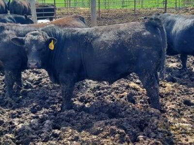 Black Angus Bulls For Sale