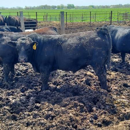 Black Angus Bulls For Sale