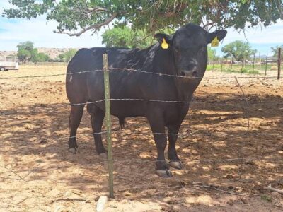 Yearling Angus Bull