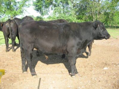 Registered Black Angus Bulls