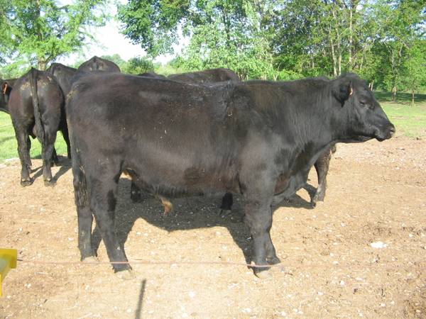 Registered Black Angus Bulls