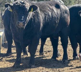 Black Angus Bulls For Sale