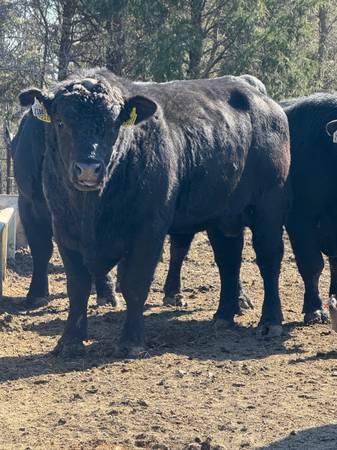 Black Angus Bulls For Sale