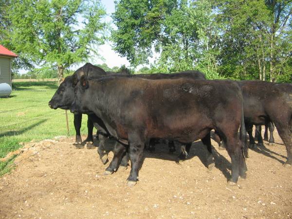 Registered Black Angus Bulls