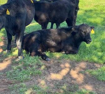 Black Angus Bulls For Sale