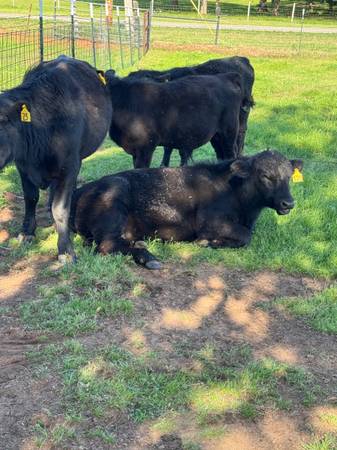 Black Angus Bulls For Sale