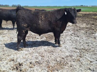 Registered Black Angus Bulls