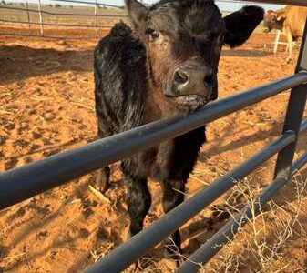Bottle Fed Angus Bull