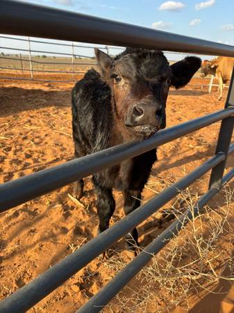 Bottle Fed Angus Bull
