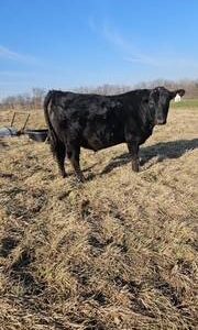 Registered Angus Bull