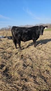 Registered Angus Bull