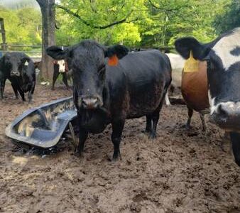Black Angus Cows