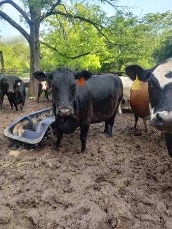Black Angus Cows