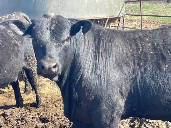 Registered Angus Bulls