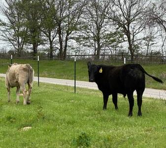 Black Angus Bull