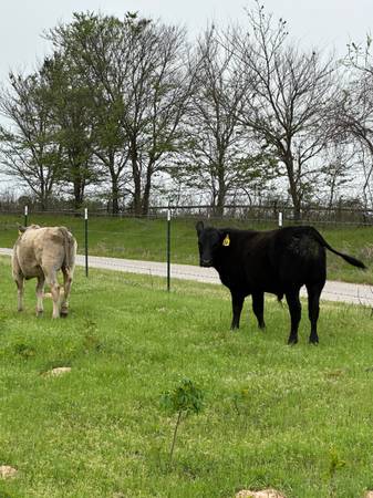 Black Angus Bull