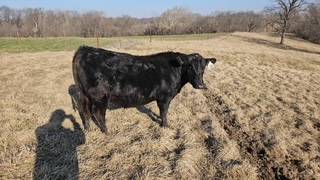 Registered Angus Bull