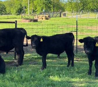 Black Angus Bulls For Sale