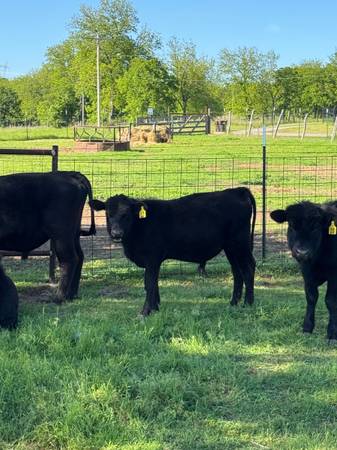 Black Angus Bulls For Sale