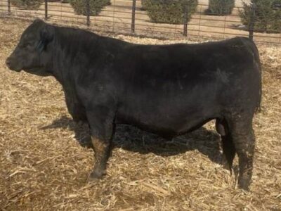 Black Angus Bulls For Sale