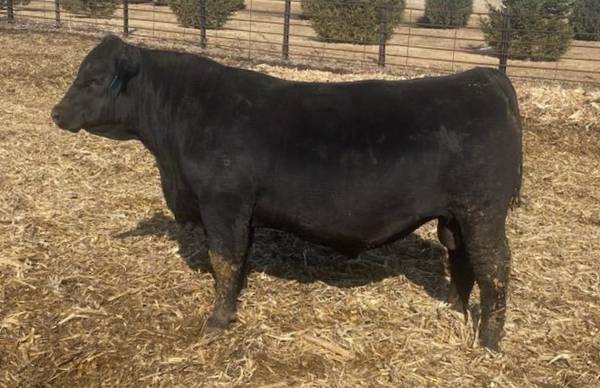 Black Angus Bulls For Sale