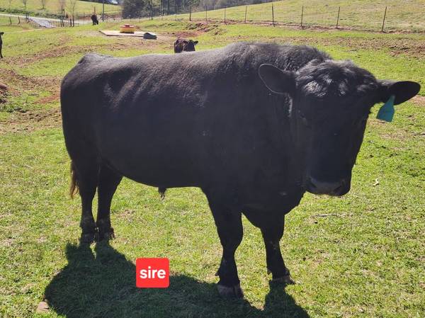 Registered Black Angus Bull