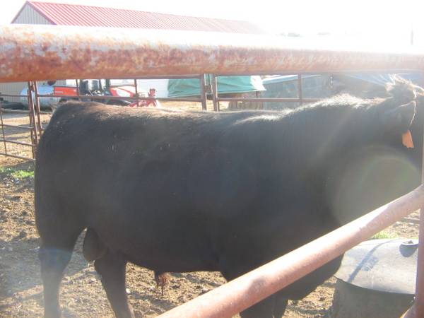 Registered Black Angus Bulls
