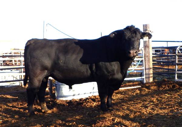 Black Angus Bulls, Cows, Heifers